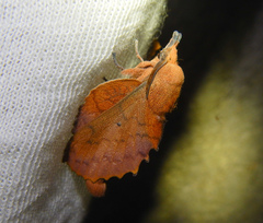 Gastropacha quercifolia