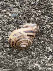 Euhadra peliomphala