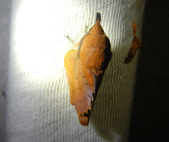 Gastropacha quercifolia