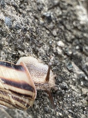 Euhadra peliomphala