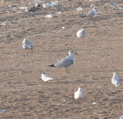 Ichthyaetus audouinii