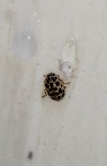 Anisosticta novemdecimpunctata