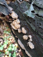 Stereum subtomentosum