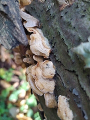 Stereum subtomentosum