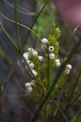 Erica triflora