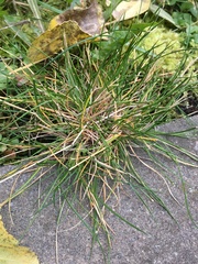 Festuca ovina