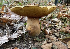 Suillellus luridus