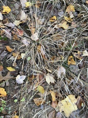 Agrostis perennans