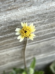 Tridax