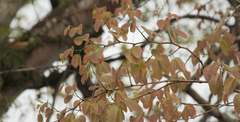 Hymenaea courbaril