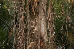 Hymenaea courbaril