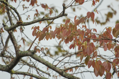 Hymenaea courbaril