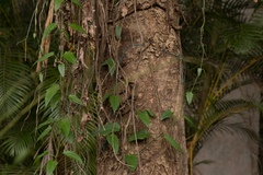 Hymenaea courbaril