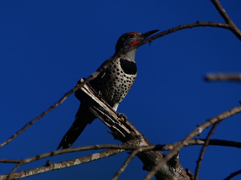 Gilded Flicker