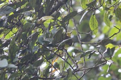 Iole indica