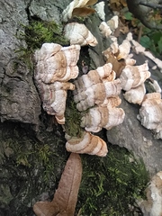 Stereum subtomentosum