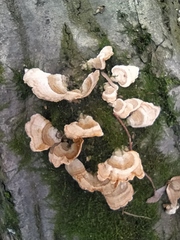 Stereum subtomentosum