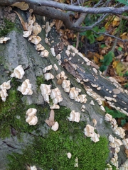 Stereum subtomentosum