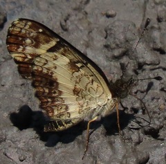 Castilia angusta