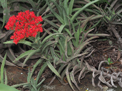 Crassula perfoliata