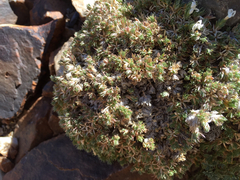Polemoniaceae