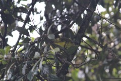 Iole indica