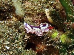 Thuridilla albopustulosa