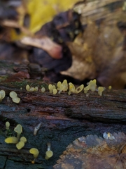 Calocera glossoides