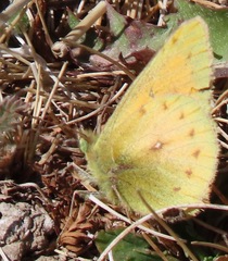Colias lesbia