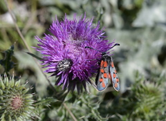 Zygaena rhadamanthus
