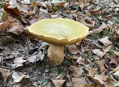Suillellus luridus