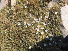 Polemoniaceae