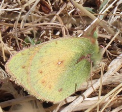 Colias euxanthe hermina