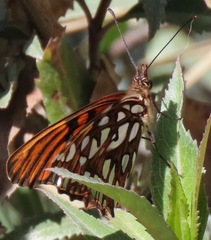 Dione glycera