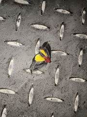 Toccolosida rubriceps