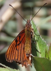 Dione glycera