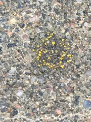 Candelariella aurella