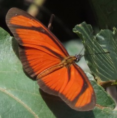 Eueides aliphera