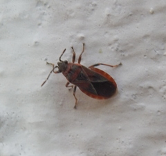 Arocatus melanocephalus