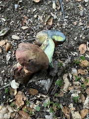 Rubroboletus eastwoodiae