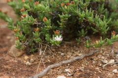 Ruschia recurva