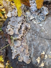 Auricularia mesenterica