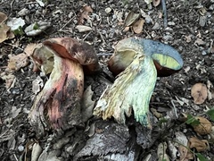 Rubroboletus eastwoodiae