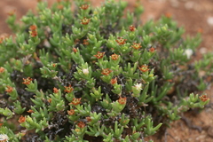 Ruschia recurva
