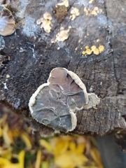 Auricularia mesenterica