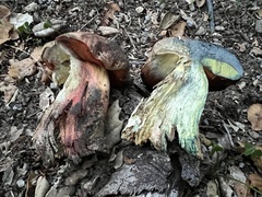 Rubroboletus eastwoodiae