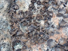 Umbilicaria deusta