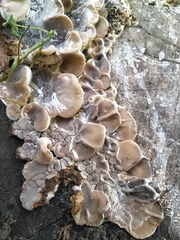 Auricularia mesenterica