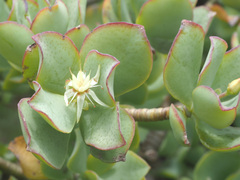 Crassula arborescens undulatifolia