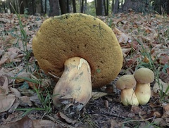 Suillellus luridus